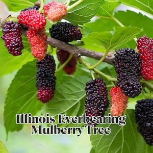 Illinois Everbearing Mulberry Tree Live Starter Plant Fast Growing Fruit Tree Non-GMO Bare Root