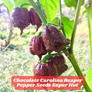 100 Chocolate Carolina Reaper Pepper Seeds Super Hot Chili Rare Capsicum chinense Garden Vegetable Seeds USA