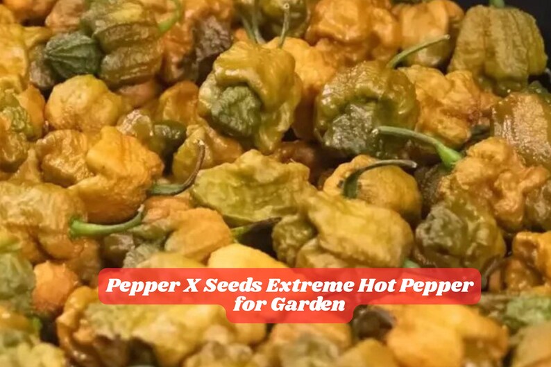 Devil's Brain | | Home of the gourmet chilli seed