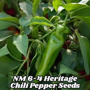 NM 6-4 Heritage Chili Pepper Seeds (50) Mild Hatch Chile NuMex Green Chile Ristra Drying Non-GMO Free Shipping