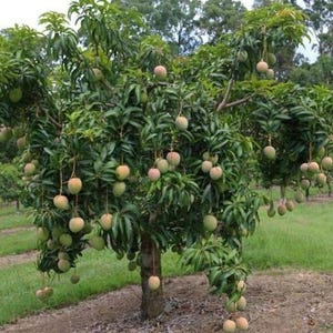 May include: A mango tree laden with ripe fruit. The tree is in a field with green grass and a brown dirt path. The mangoes are green and yellow and are hanging from the branches.