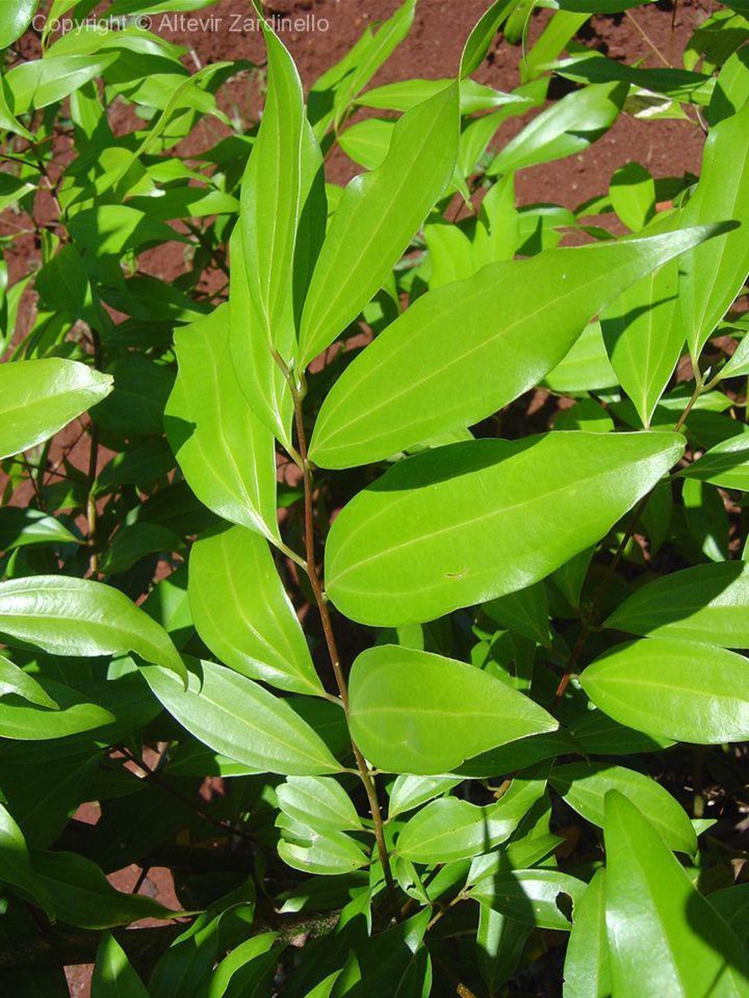 Cinnamon (cinnamomum Ceilon) Tropical Tree (2-3 Ft) - Etsy