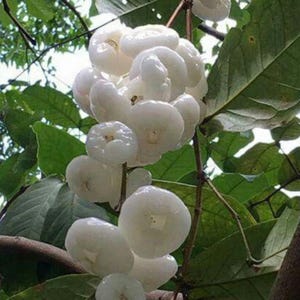 Jambu wax white (syzygium jambos) Rose apple live tree 12-18in