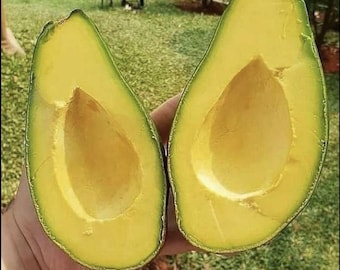 Grafted Avocado ZUTANO life fruit tree 1-2ft (perseamericana)