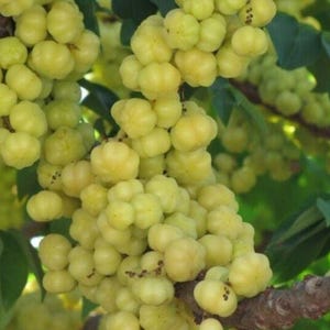 Phyllanthus acidus, Otaheite (currant) live tree