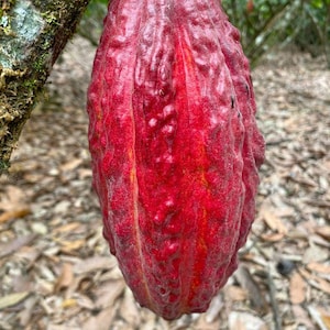 May include: A ripe red cocoa pod hanging from a tree branch. The pod has a textured surface and is covered in small bumps.