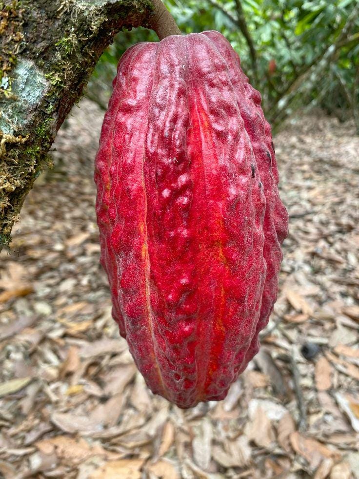 BIG Cacao Theobroma cholate life fruit tree (10 to 24)