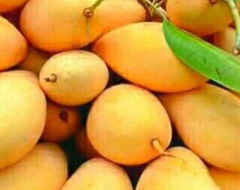 Ataulfo mango live tree10 in to 18