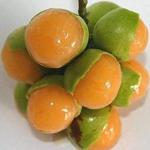 Quenepa Lemon Mamoncillo (Melicoccus bijugatus) fruit tree (12-18 inch)