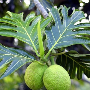 Breadfruit (Artocarpus altilis) 2-3ft