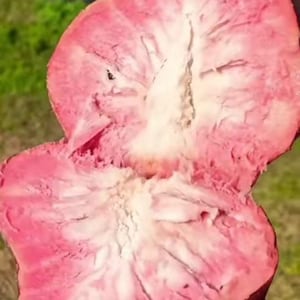 May include: A pink and white fruit cut in half, revealing the inside flesh. The fruit has a textured, slightly bumpy surface.