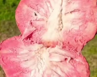Red Custard Apple (Annona reticula) Exotic Fruit Tree 12-20 inch