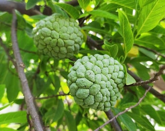 Sugar Apple (Annona squamosa) Fruit Tree 12-18 inch