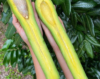 Avocado LONG NECK life fruit tree 1-2ft