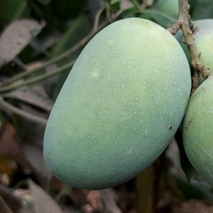 Grafted Nam doc mahi mango tree 2-3 FT