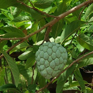 BIG Sugar Apple (Annona squamosa) Fruit Tree 2-3 feet