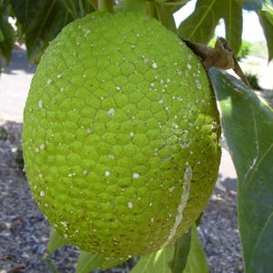 May include: A large, green, round fruit with a textured surface hangs from a tree branch. The fruit has a bumpy, almost scaly texture with white spots.