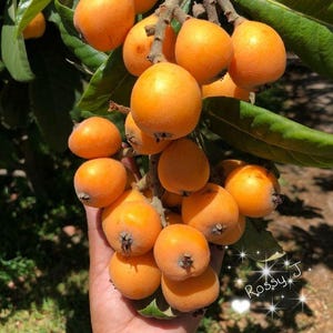 Japanese Loquat (Eriobotrya japonica) BIG live fruit tree 1-2ft