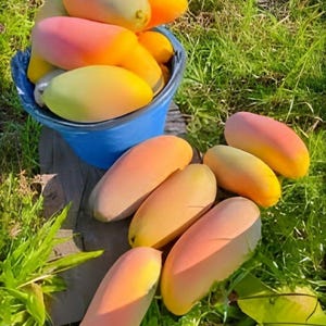 MAHA CHANOCK Grafted mango live tree 2-3&#39;