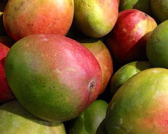 KENT mango live tree 10in to 18in