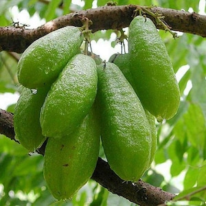 Bilimbi (Averrhoa bilimbi) Fruit Tree (10-18 inch)
