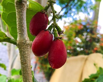 Peanut Buttercup (Bunchosia argentea) live tree 10in to 1FT