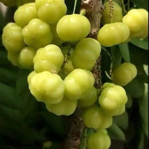 BIG Phyllanthus acidus, Otaheite (currant) live tree 1-2FT