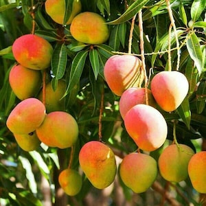 May include: A mango tree laden with ripe mangoes. The mangoes are various shades of green, yellow, and red. Some mangoes are hanging from the branches, while others are on the ground.