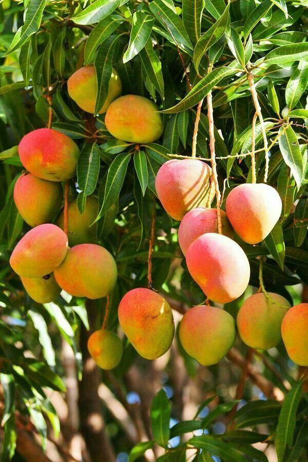 Miyazaki Grafted mango live tree 2-3'