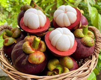BIG Mangosteen (Garcinia mangostana) live fruit tree 12 in to 24 ft