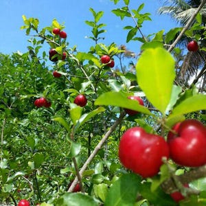 May include: A close-up of a tree branch with bright red cherries growing on it. The cherries are clustered together and have a shiny, smooth surface. The leaves are green and lush, and the background is a bright blue sky.
