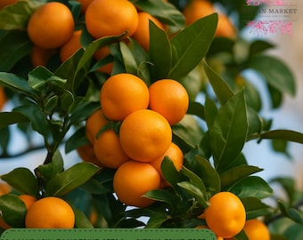May include: Close-up of a mandarin orange tree laden with bright orange fruit and green leaves. The image includes text that reads "20 MANDARIN TANGERINE SEEDS - CITRUS FRUIT TREE SWEET, FRAGRANT EDIBLE FRUIT SEEDS."