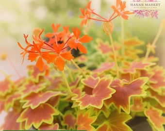May include: A close-up of a vibrant geranium plant with bright orange flowers and multi-colored leaves. The leaves have a red center with yellow edges. The image includes text that reads "25 Vancouver Centennial Geranium Seeds."