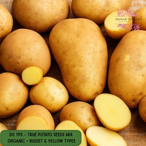 May include: An assortment of fresh, organic potatoes, including whole and halved varieties. The potatoes are a light brown color with a smooth texture. The image includes text that reads "50 TPS - TRUE POTATO SEEDS MIX ORGANIC - RUSSET & YELLOW TYPES".