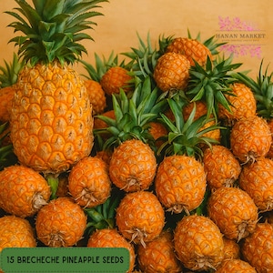 May include: A collection of Brecheche pineapples, showcasing their vibrant orange color and spiky green leaves. The image includes the text "15 Brecheche Pineapple Seeds" on a green rectangle. The pineapples are arranged on a light brown background.