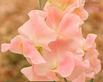 50 Yvette Ann Sweet Pea Seeds: Fragrant Heirloom Cottage Garden Climber