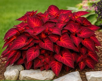 25 Rainbow Volcano Coleus Seeds: Colorful Foliage Plant for Containers
