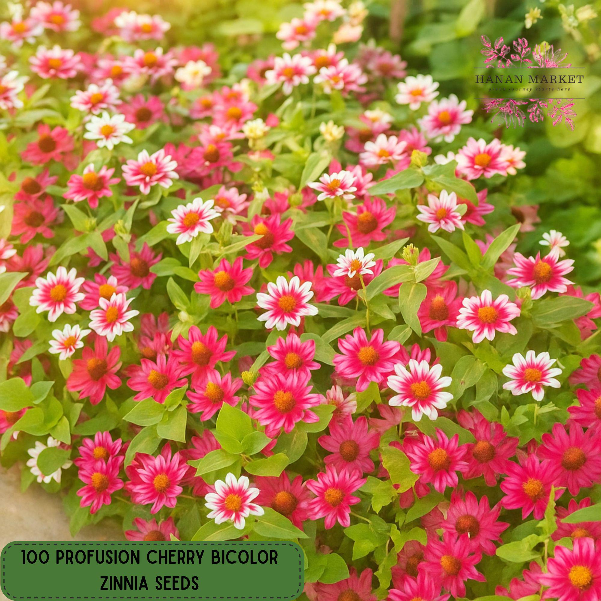 Zinnia - Profusion Cherry Bicolor - Sugar Creek Gardens Sugar Creek Gardens | Plant Nursery for Missouri & Illinois