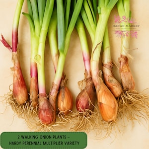 May include: Close-up of several walking onion plants with green stalks, reddish-purple stems, and brown bulbs. The roots are visible. A green label at the bottom reads "2 WALKING ONION PLANTS - HARDY PERENNIAL MULTIPLIER VARIETY". The background is a light tan color.
