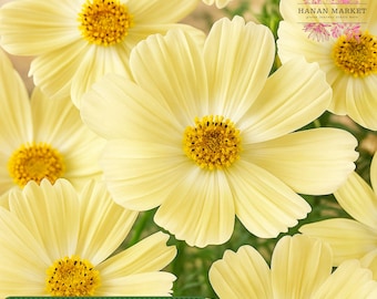 200 Lemonade Cosmos Seeds, Unique Soft Yellow Blooms, Pollinator-Friendly Garden Flower