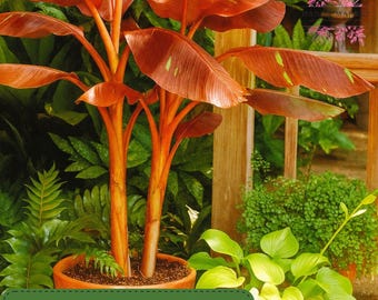 10 Dwarf Cavendish Banana Tree Seeds, Musa acuminata, Tropical Ornamental Fruit Plant