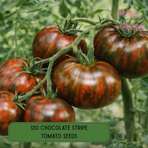 120 Chocolate Stripe Tomato Seeds, Dark Striped Garden Variety