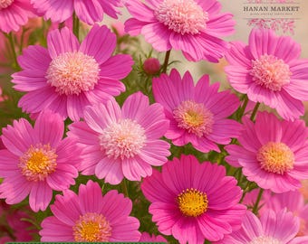 Pink Popsocks Cosmos Seeds: Ruffled Blooms, Cottage Garden Flowers