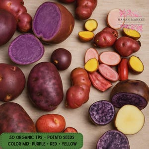 May include: An assortment of colorful potato seeds, including purple, red, and yellow varieties, some halved to reveal their interior. The image includes the text "50 ORGANIC TPS - POTATO SEEDS COLOR MIX: PURPLE • RED • YELLOW".