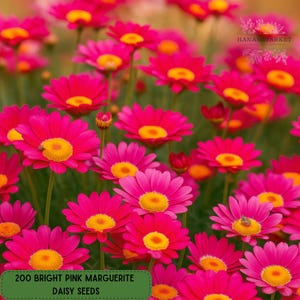 May include: A field of bright pink Marguerite daisies with yellow centers. The flowers are in full bloom, with some buds visible. The image includes a green rectangle with the text "200 BRIGHT PINK MARGUERITE DAISY SEEDS". The background is blurred.