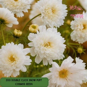 May include: Close-up of white Cosmos flowers with a creamy yellow center. The flowers are in full bloom, with multiple petals creating a fluffy appearance. The image includes a green banner with the text "200 DOUBLE CLICK SNOW PUFF COSMOS SEEDS".