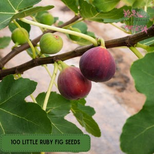 May include: Close-up of a fig tree branch with ripe, deep red figs and unripe green figs. The image includes lush green leaves and the text "100 LITTLE RUBY FIG SEEDS" in a green box.