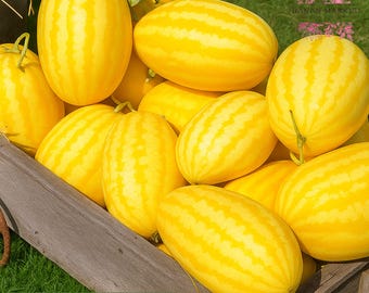 50 Gold in Gold Hybrid Watermelon Seeds | Yellow-Fleshed Melon Variety | Garden Fruit Seeds | Rare Summer Crop | Non-GMO
