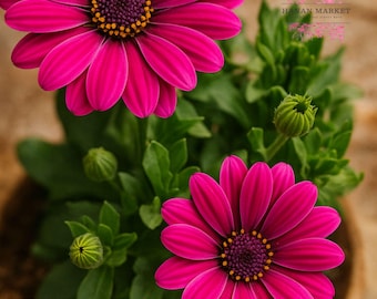 200 Magenta Cape Daisy Seeds | African Bloom Groundcover | Bold Pink-Purple Flowers | Non-GMO Heirloom Flower Seeds