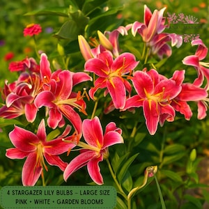4 Stargazer Lily Bulbs: Pink & White Oriental Hybrid, Fragrant Perennial